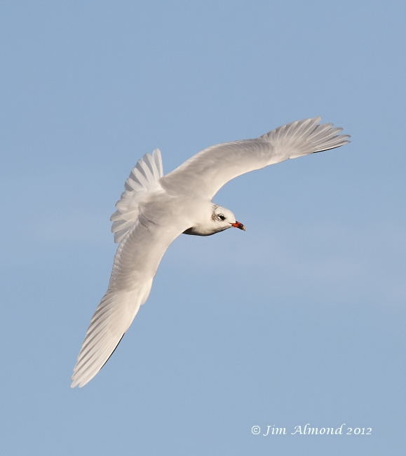 Mediterraneran Gull adult 3rd Winter flight upperwing 29 9 12  IMG_0377